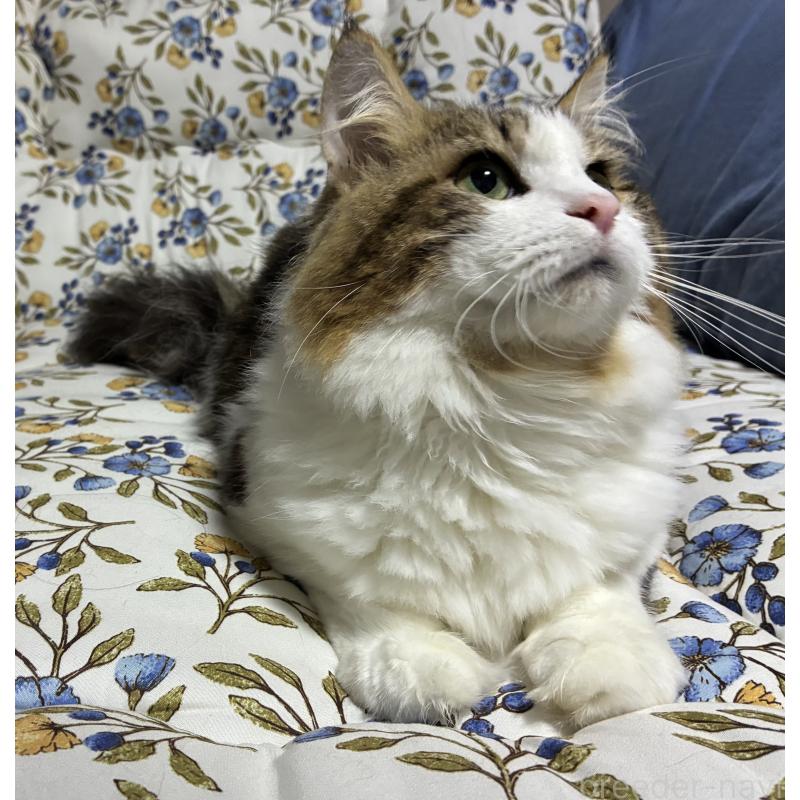 販売中の神奈川県のノルウェージャンフォレストキャット-119238の10枚目