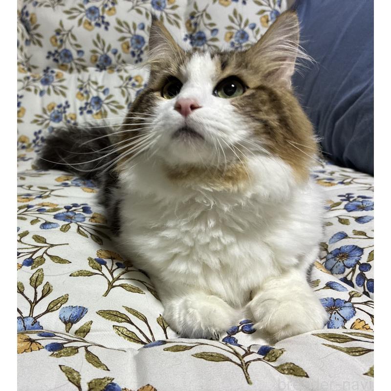 販売中の神奈川県のノルウェージャンフォレストキャット-119238の9枚目