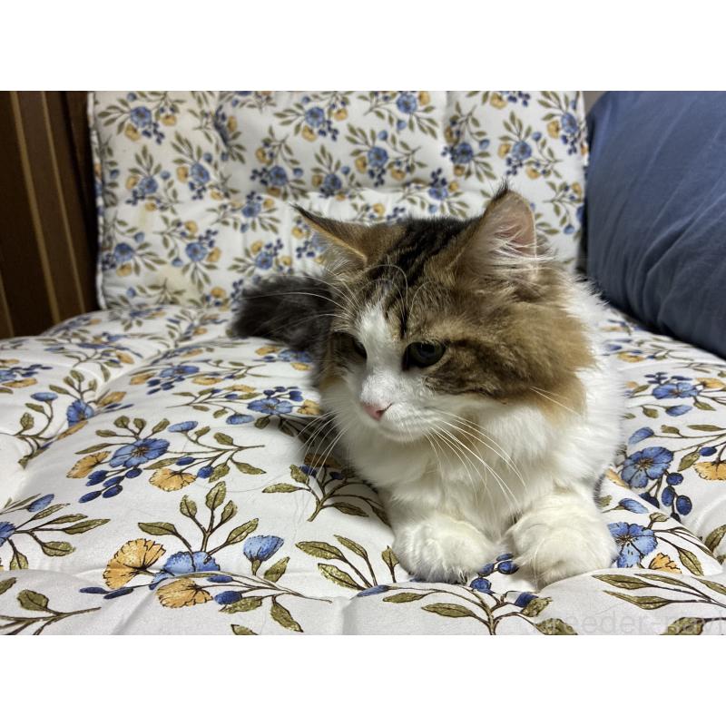 販売中の神奈川県のノルウェージャンフォレストキャット-119238の8枚目