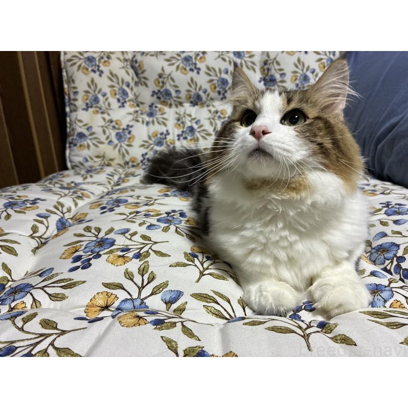 販売中の神奈川県のノルウェージャンフォレストキャット-119238の7枚目