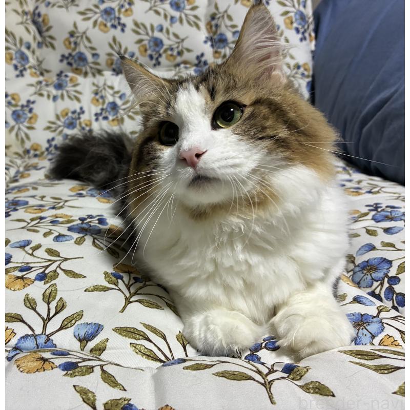 販売中の神奈川県のノルウェージャンフォレストキャット-119238の6枚目