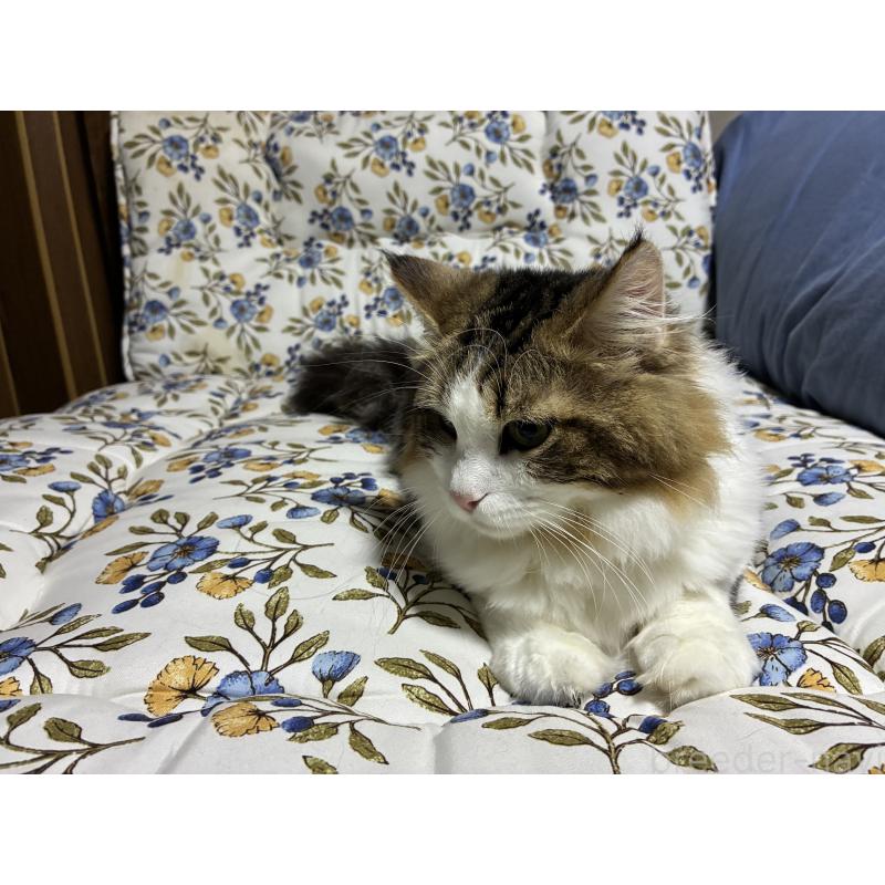 販売中の神奈川県のノルウェージャンフォレストキャット-119238の5枚目