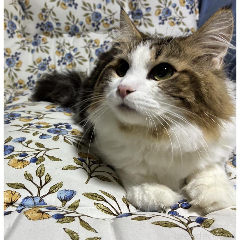 販売中の神奈川県のノルウェージャンフォレストキャット-119238の4枚目