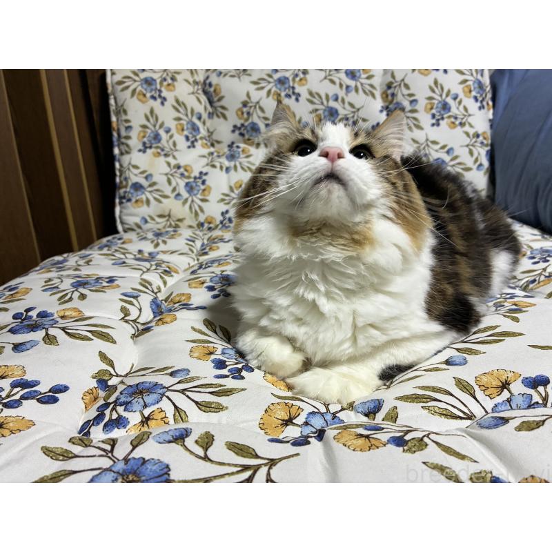 販売中の神奈川県のノルウェージャンフォレストキャット-119238の3枚目