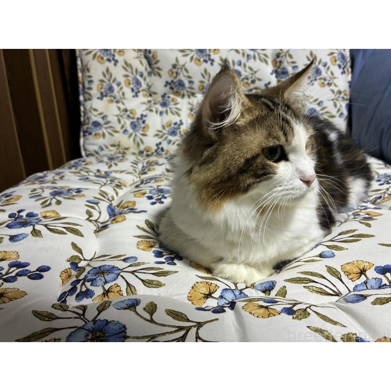 販売中の神奈川県のノルウェージャンフォレストキャット-119238の2枚目