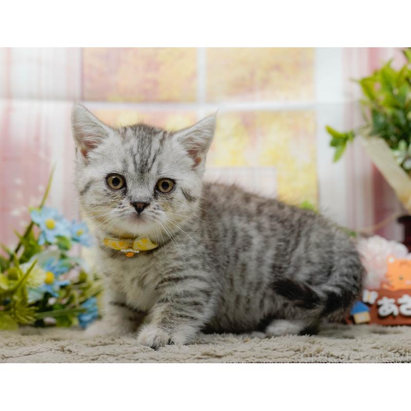 販売中の神奈川県のマンチカン-140386の11枚目