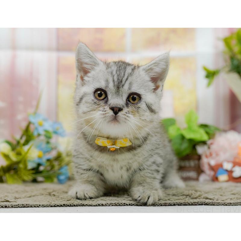 販売中の神奈川県のマンチカン-140386の10枚目