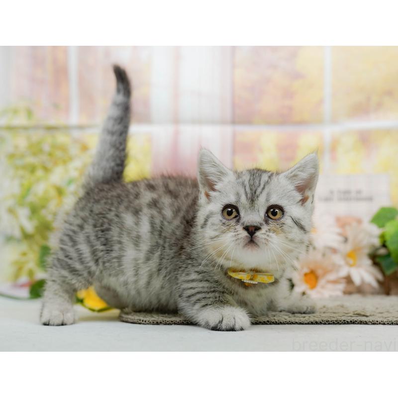 販売中の神奈川県のマンチカン-140386の9枚目