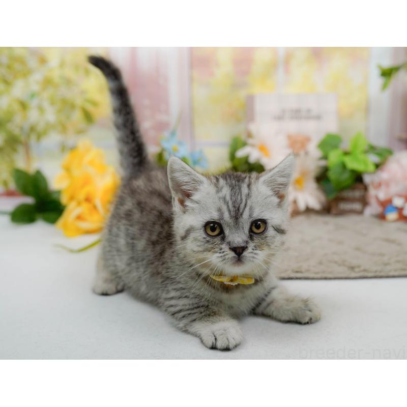 販売中の神奈川県のマンチカン-140386の8枚目