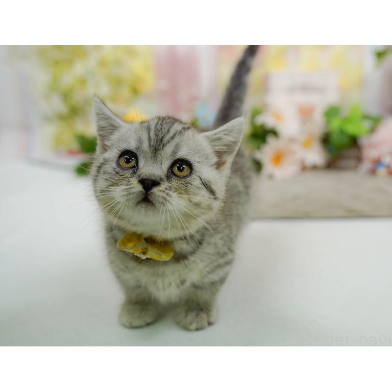 販売中の神奈川県のマンチカン-140386の7枚目