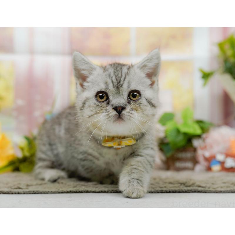 販売中の神奈川県のマンチカン-140386の6枚目