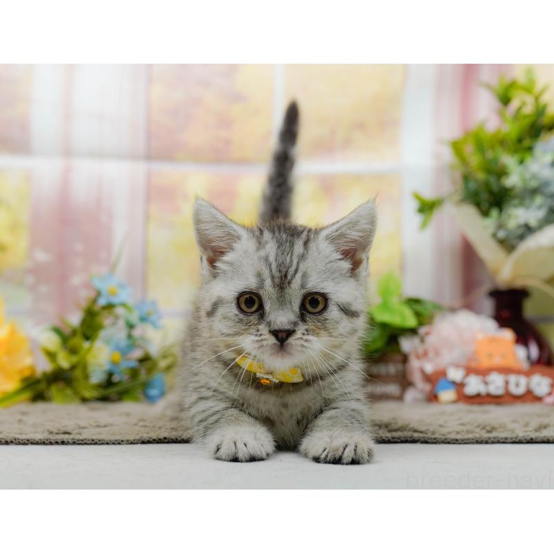 販売中の神奈川県のマンチカン-140386の5枚目