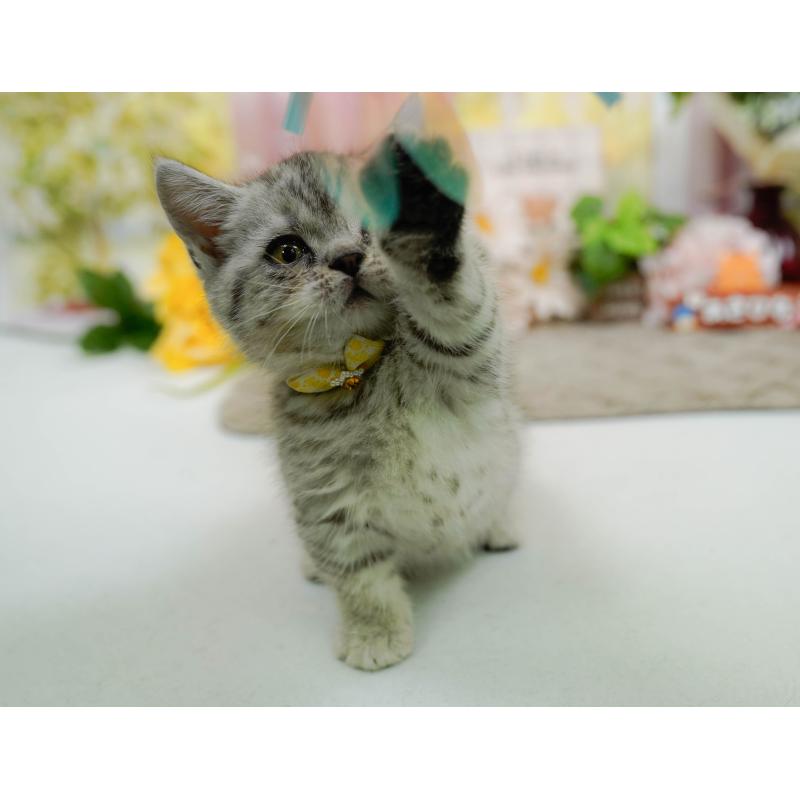 販売中の神奈川県のマンチカン-140386の4枚目