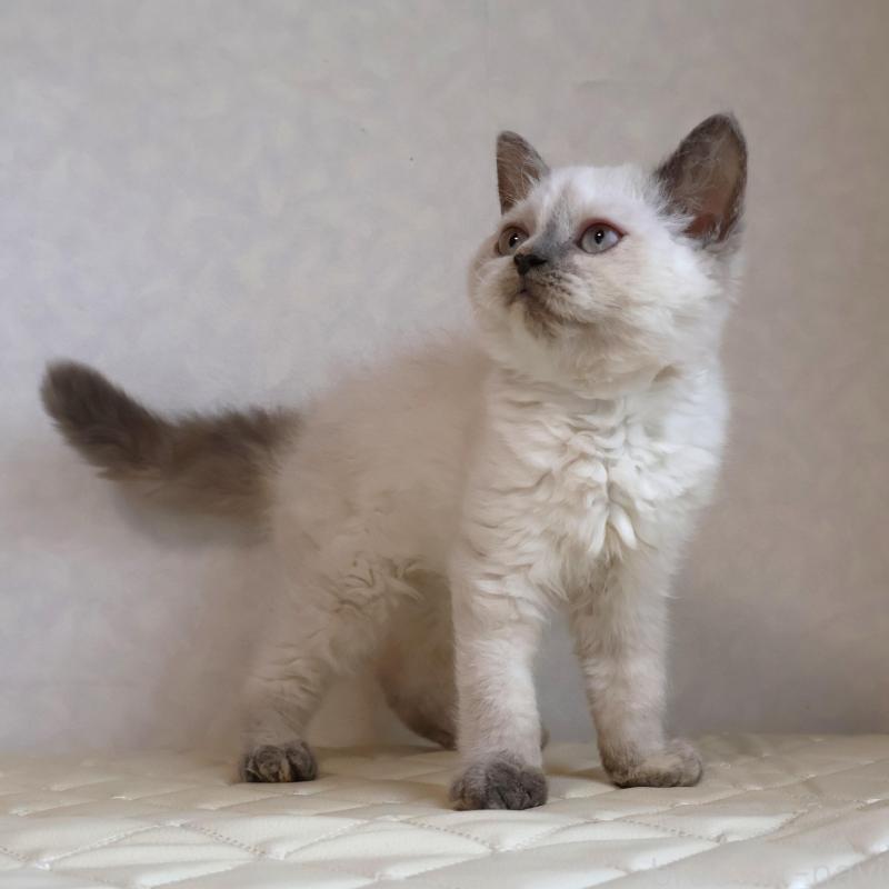 販売中の静岡県のセルカークレックス-134836