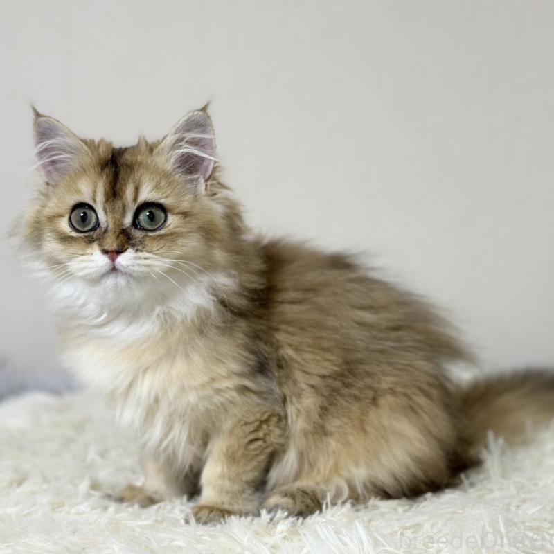 販売中の愛知県のマンチカン-140375の5枚目