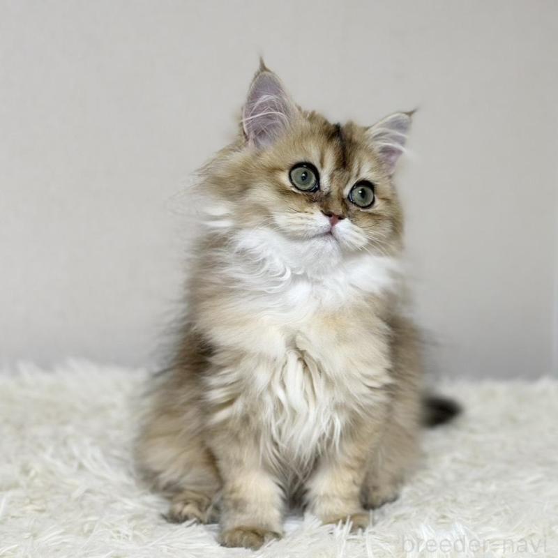 販売中の愛知県のマンチカン-140375の3枚目