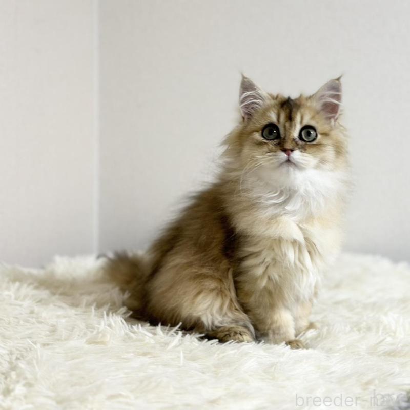 販売中の愛知県のマンチカン-140375の2枚目