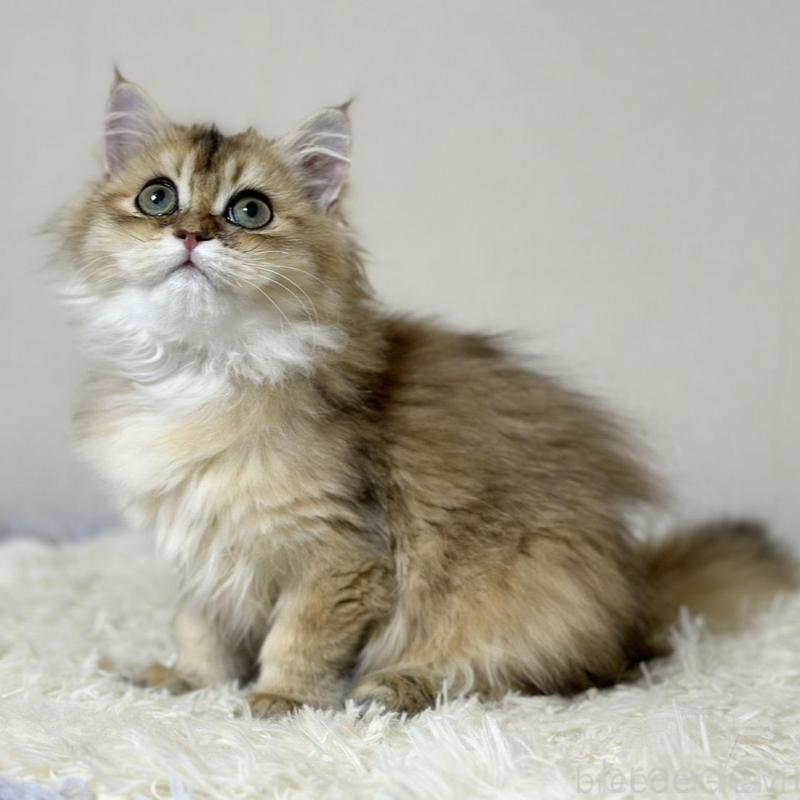 販売中の愛知県のマンチカン-140375の1枚目