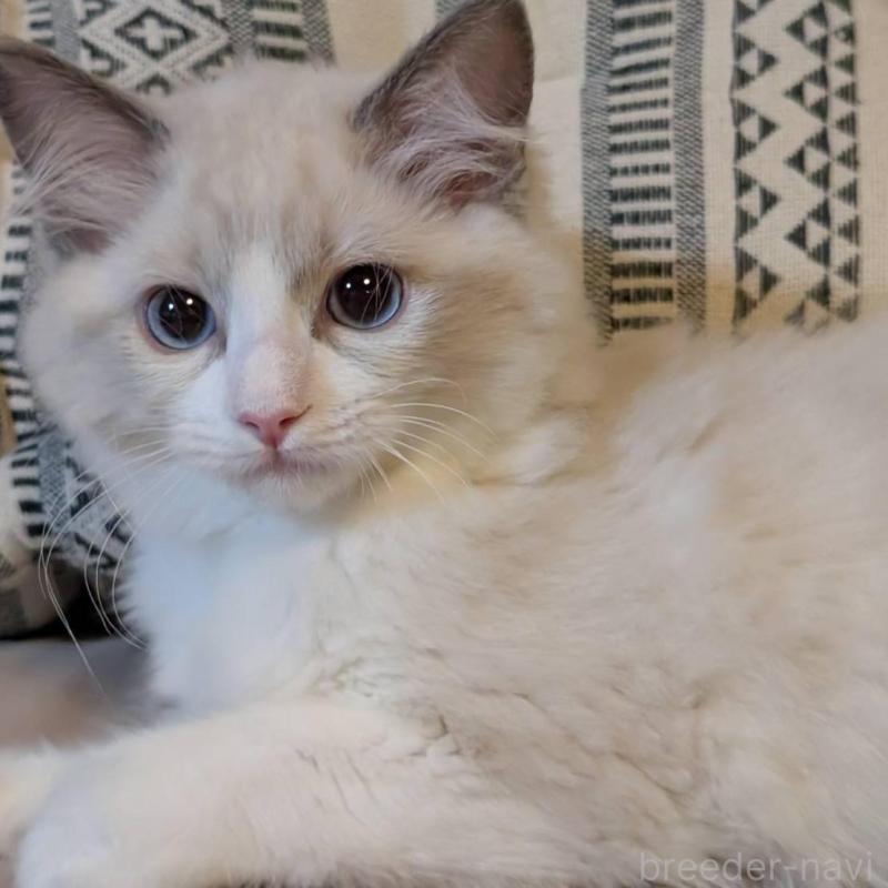 販売中の京都府のラグドール-140376の2枚目