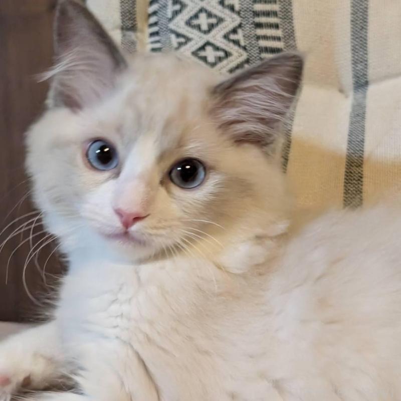 販売中ののラグドール-140376