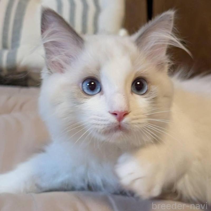 販売中の京都府のラグドール-140377の2枚目