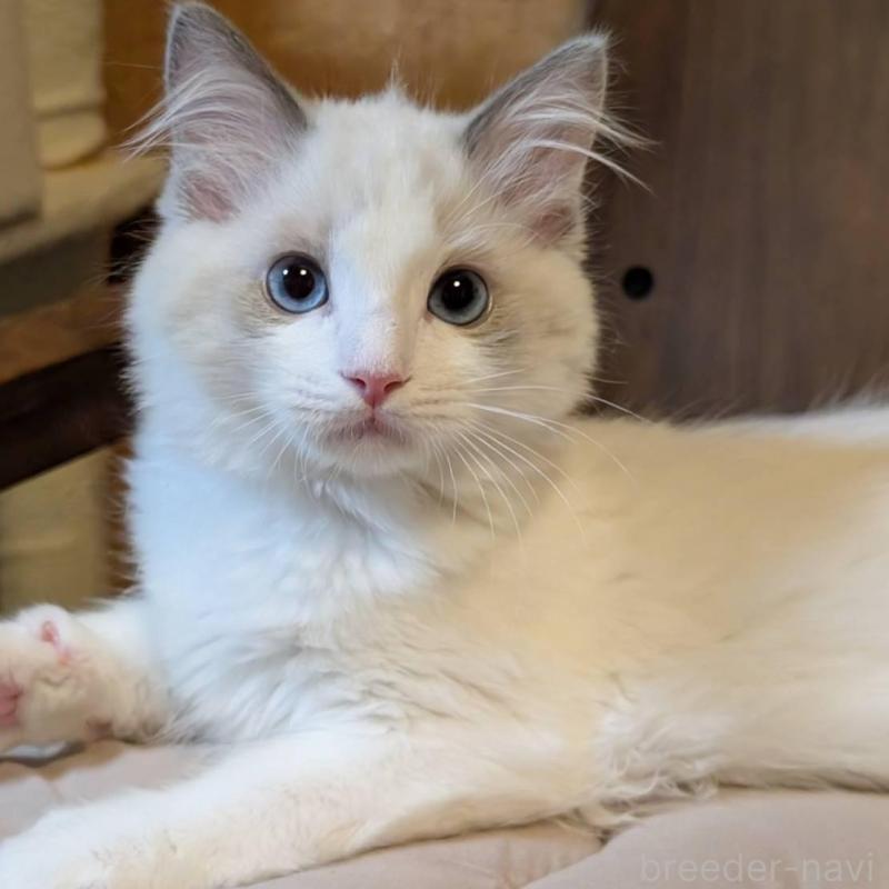 販売中の京都府のラグドール-140377