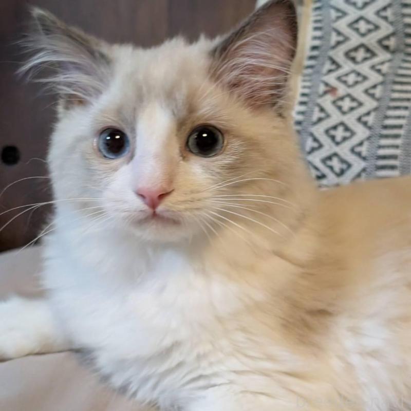 販売中の京都府のラグドール-140378