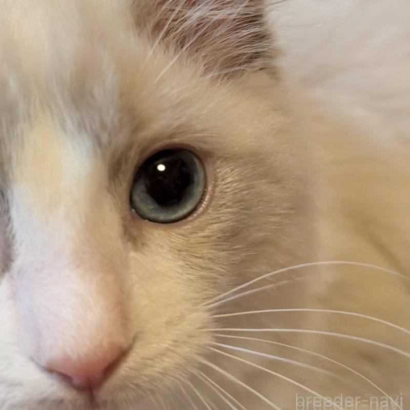 販売中の京都府のラグドール-140378の3枚目