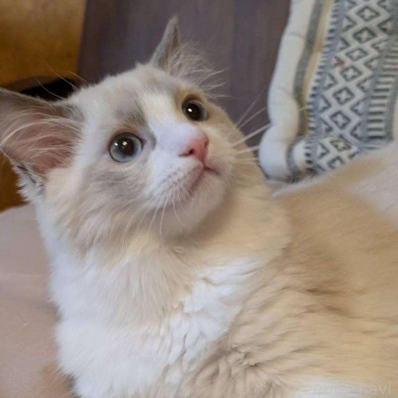 販売中の京都府のラグドール-140378の2枚目