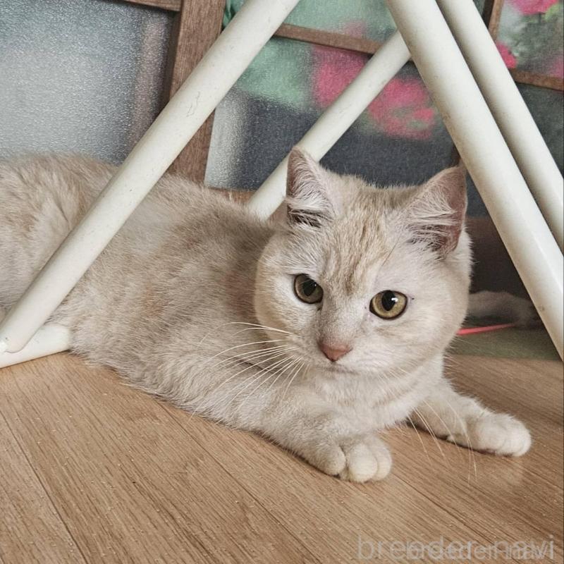 販売中の兵庫県のマンチカン-140379