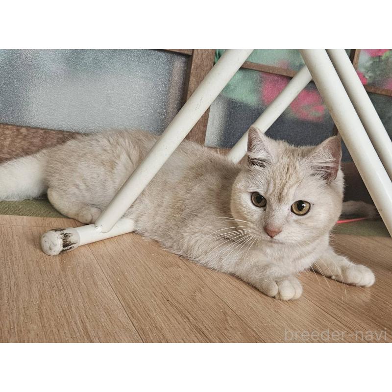 販売中の兵庫県のマンチカン-140379の2枚目