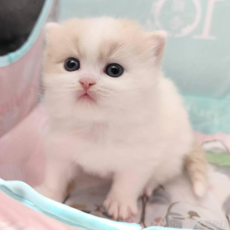 販売中ののスコティッシュフォールド-140380