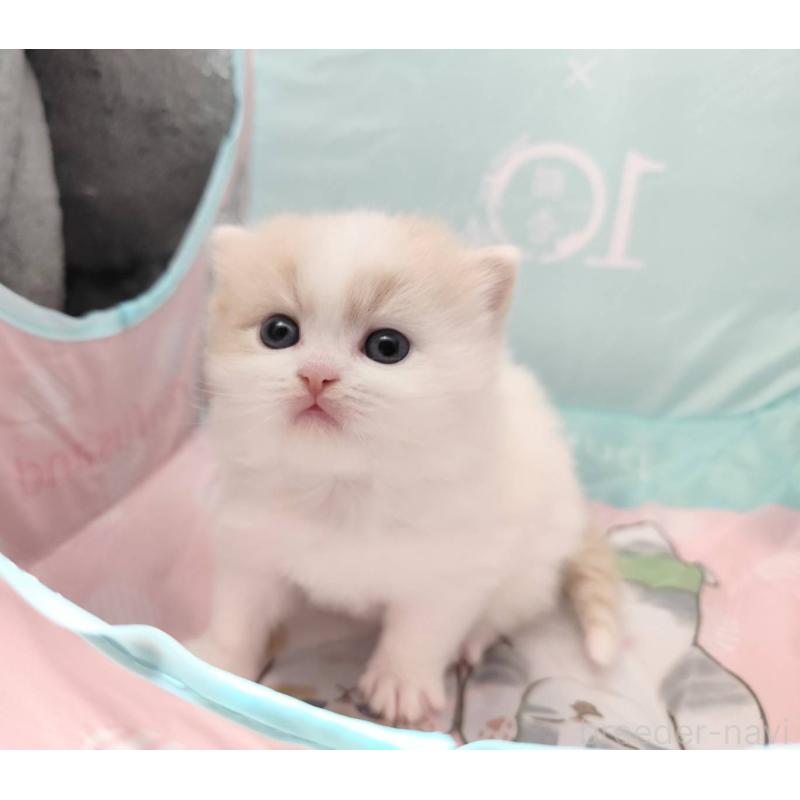 販売中の茨城県のスコティッシュフォールド-140380の2枚目