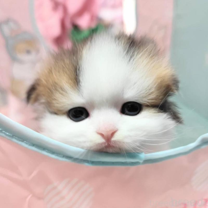 販売中の茨城県のスコティッシュフォールド(折れ耳)-140381の1枚目