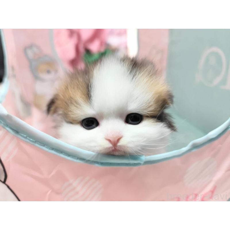 販売中の茨城県のスコティッシュフォールド(折れ耳)-140381の2枚目