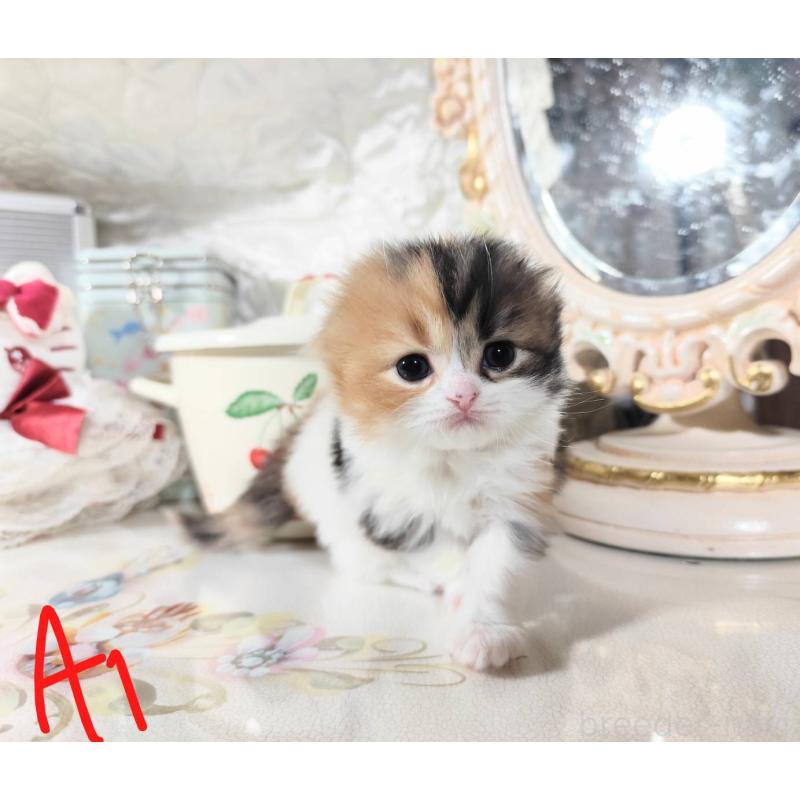 販売中の茨城県のスコティッシュフォールド(折れ耳)-140382の2枚目