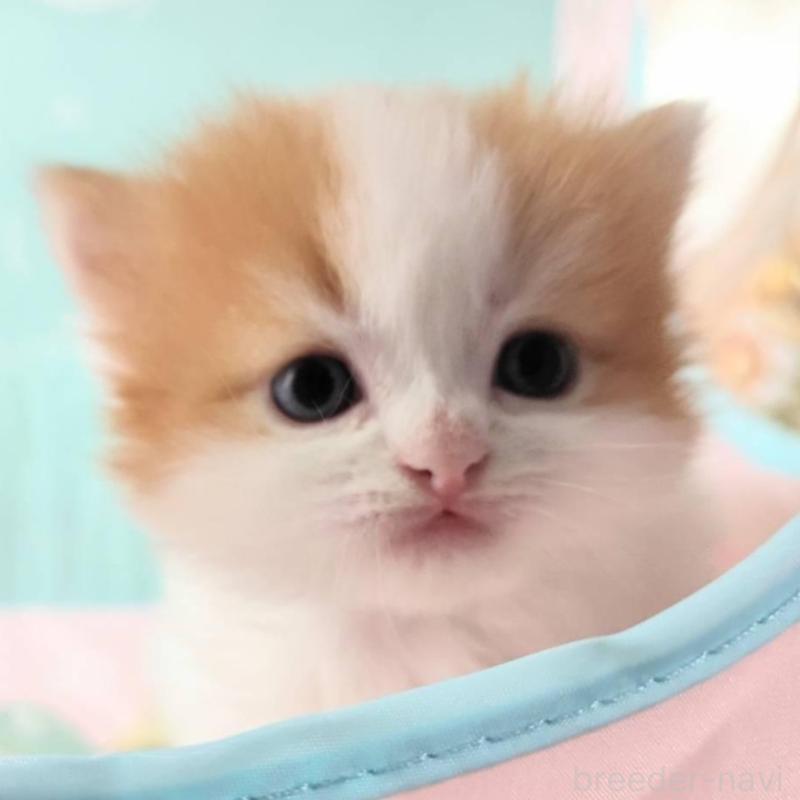 販売中の茨城県のスコティッシュフォールド-140383