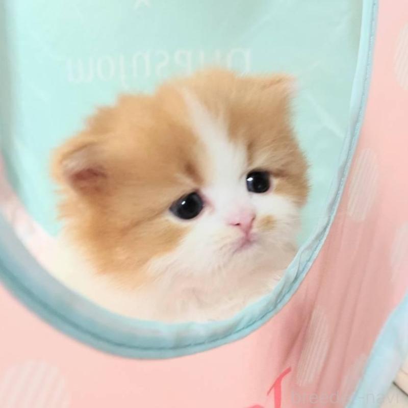 販売中の茨城県のスコティッシュフォールド-140384