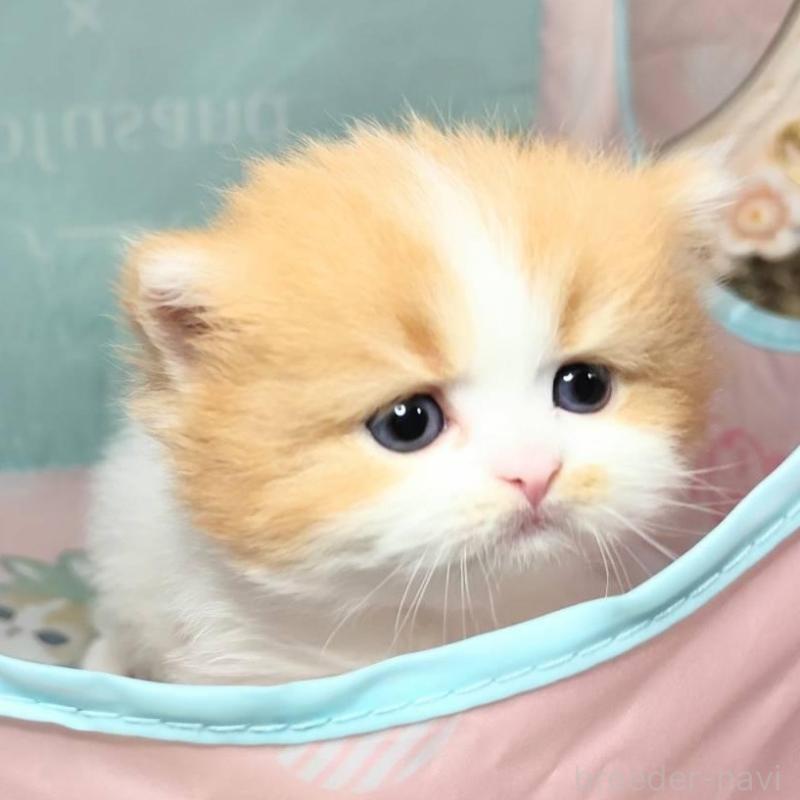 販売中の茨城県のスコティッシュフォールド-140385