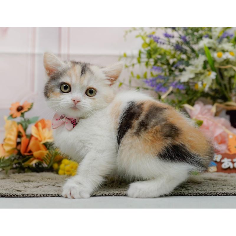 販売中の神奈川県のマンチカン-140387の11枚目