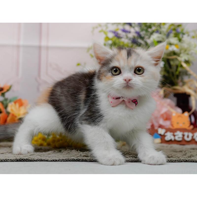 販売中の神奈川県のマンチカン-140387の10枚目