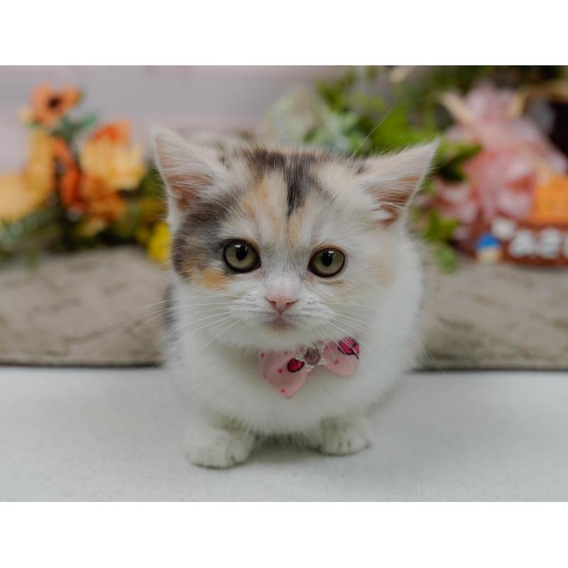 販売中の神奈川県のマンチカン-140387の8枚目