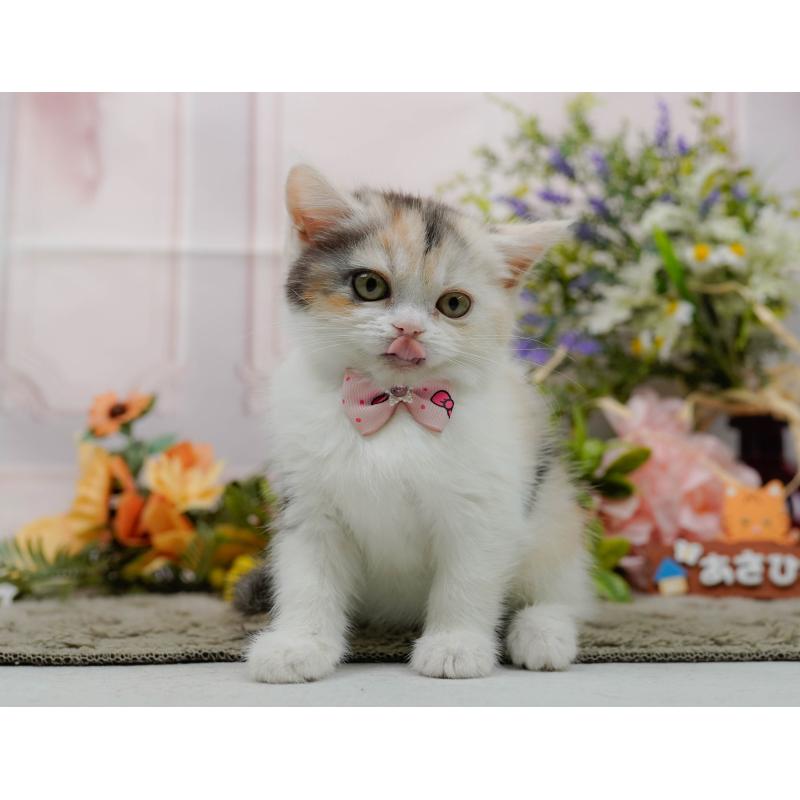 販売中の神奈川県のマンチカン-140387の7枚目