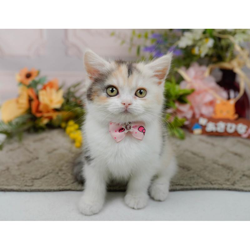 販売中の神奈川県のマンチカン-140387の6枚目