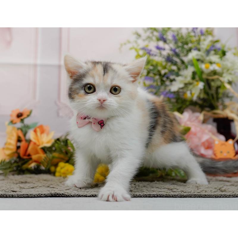 販売中の神奈川県のマンチカン-140387の5枚目