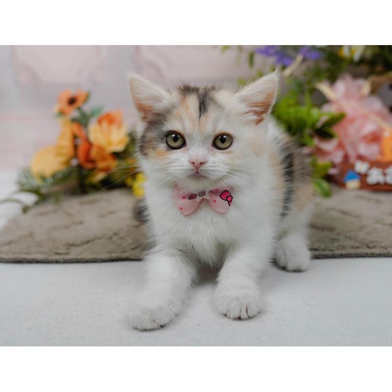 販売中の神奈川県のマンチカン-140387の4枚目