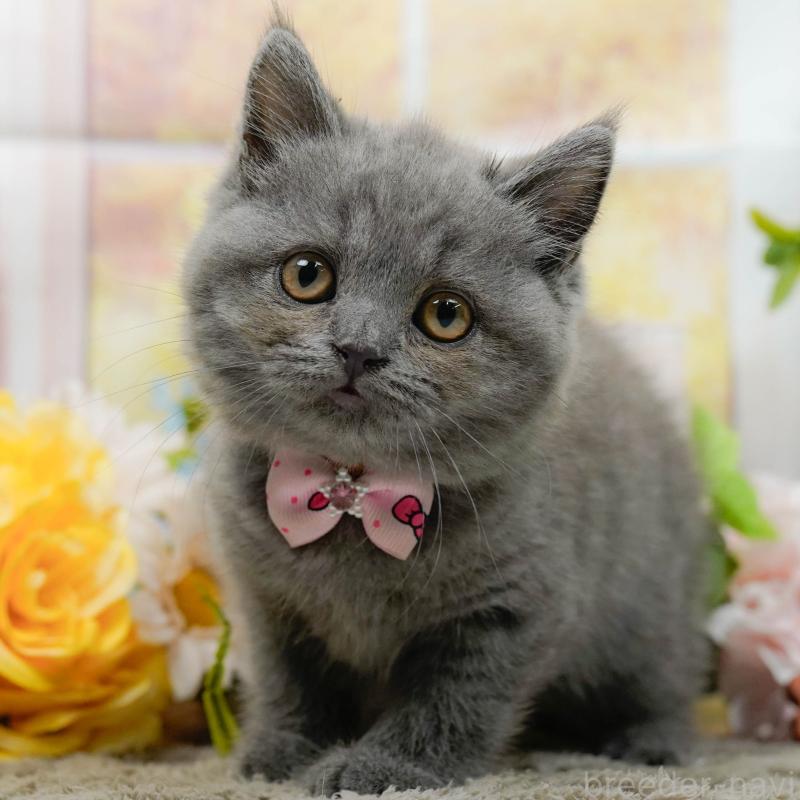 販売中の神奈川県のブリティッシュショートヘア-140388