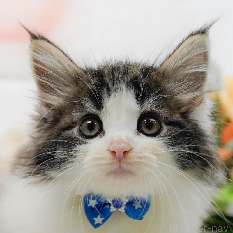 販売中の神奈川県のノルウェージャンフォレストキャット-140389