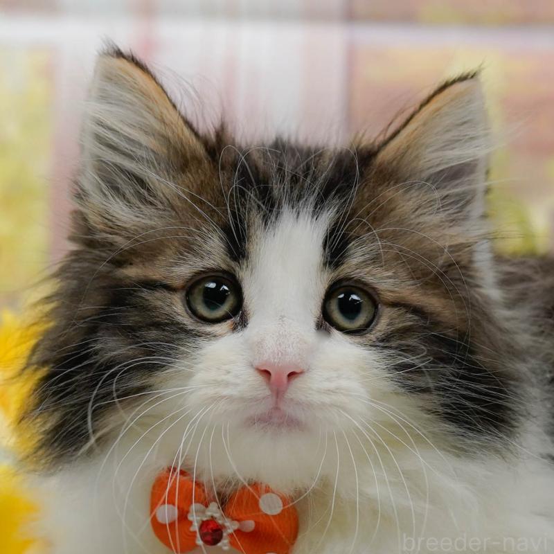 販売中の神奈川県のノルウェージャンフォレストキャット-140390