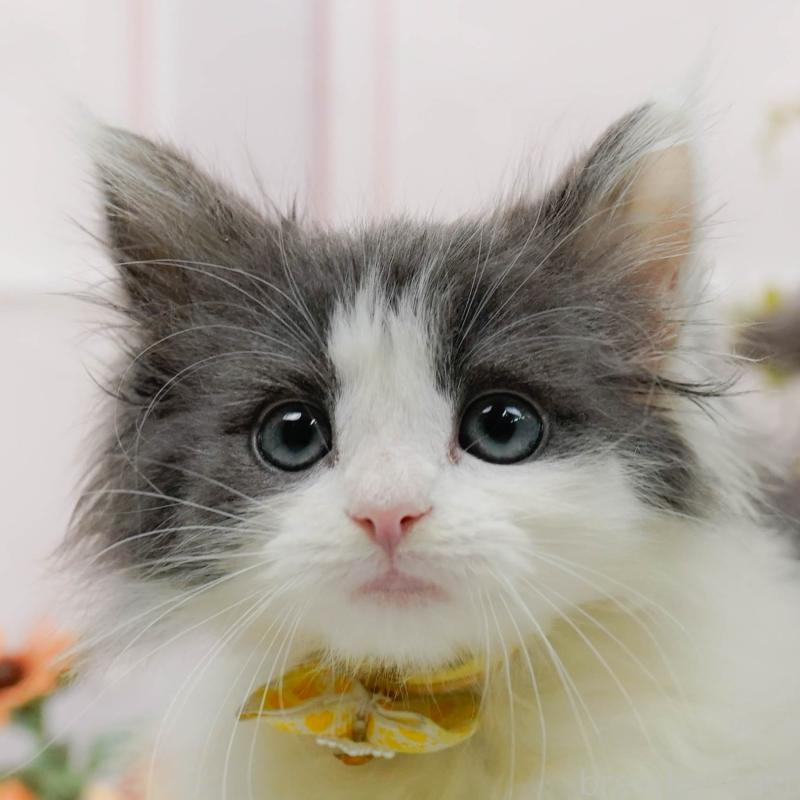 販売中の神奈川県のノルウェージャンフォレストキャット-140392